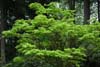 acer shirasawanum Aureum-1